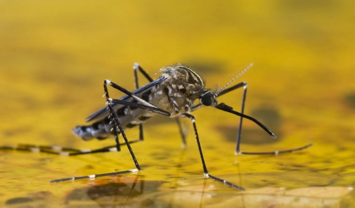 Científicos brasileños descubren antídoto contra la fiebre amarilla y el chikunguña
