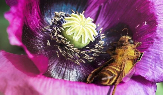 Ella es "B", la abeja influencer. Foto: Bee_nfluencer 