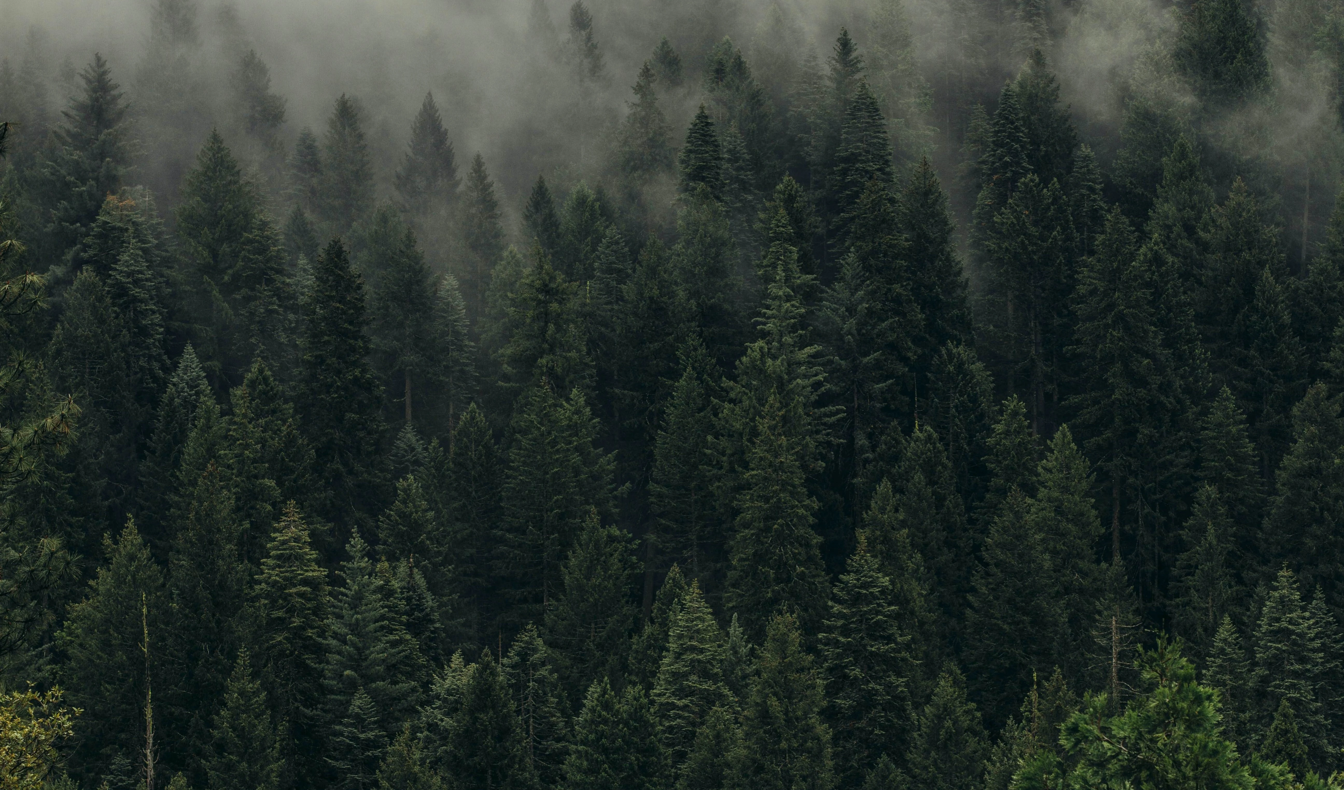 Cómo podemos salvar los bosques entre todos (Foto: Dan Otis, Unsplash) Cómo podemos salvar los bosques entre todos (Foto: Dan Otis, Unsplash)