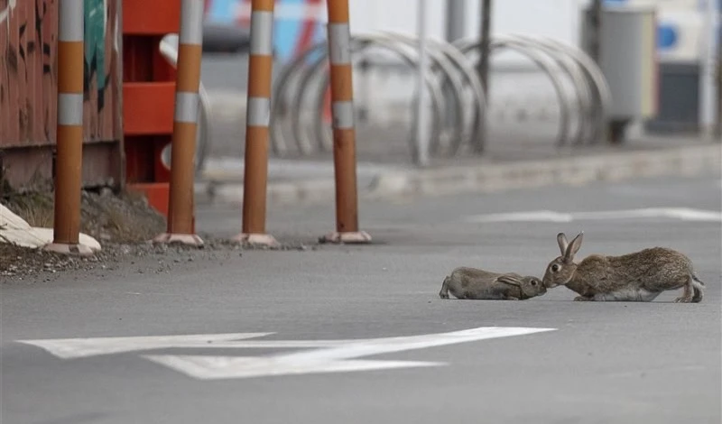 Coronavirus: los mejores videos de los animales salvajes vagando por las calles vacías mientras las personas se refugian en sus casas