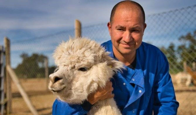  Científicos chilenos hallan fuerte anticuerpo contra el Covid-19 en alpacas