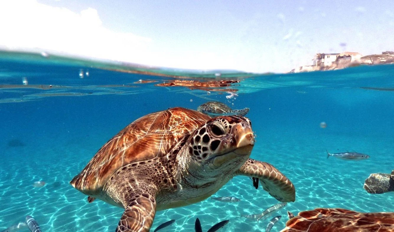 ¿Por qué hay que cuidar y preservar a las tortugas marinas?