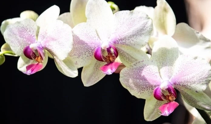 Plantas en peligro de extinción