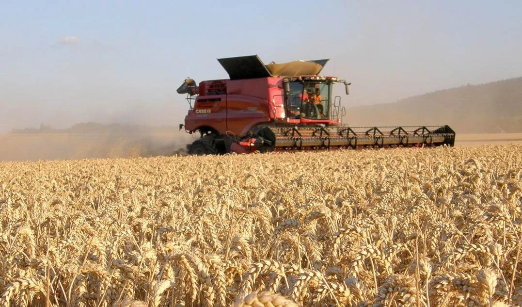 Cosecha de trigo.