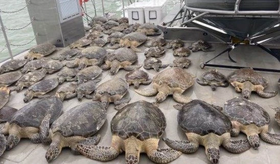 Rescatan miles de tortugas marinas a punto de congelarse por la ola de frío en Texas Rescatan miles de tortugas marinas a punto de congelarse por la ola de frío en Texas