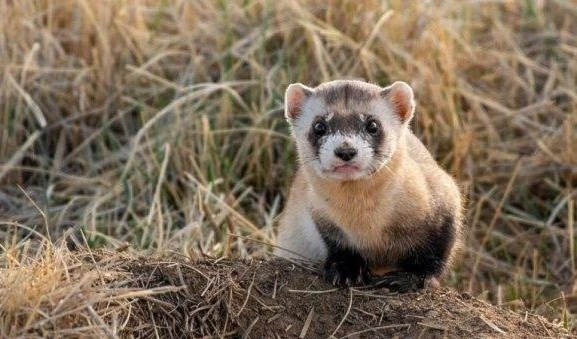 Clonan por primera vez a un hurón de patas negras para salvarlo de la extinción