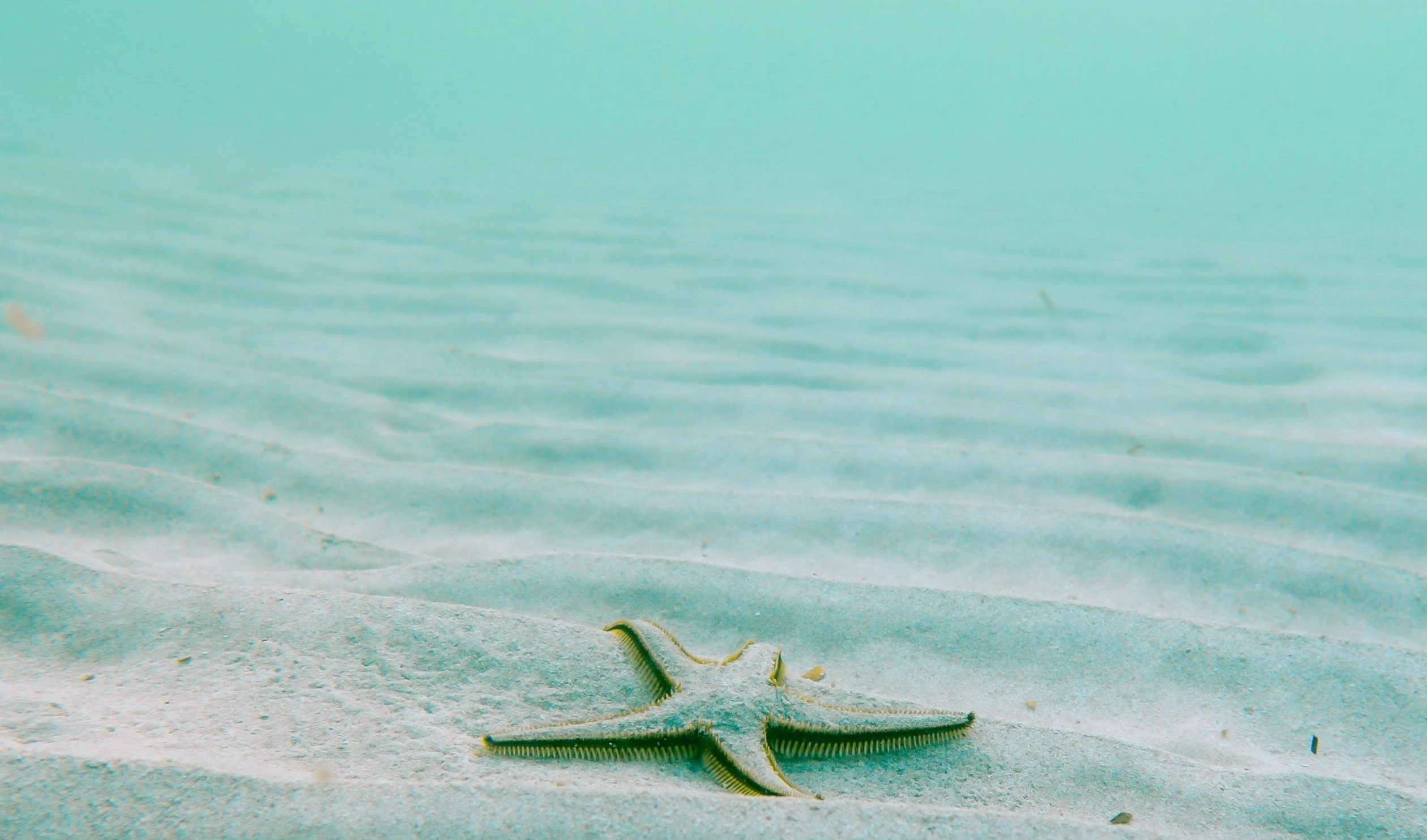 En el Día Mundial del Mar, un llamado al cuidado de los océanos (Foto:  Linus Nylund, Unsplash)
