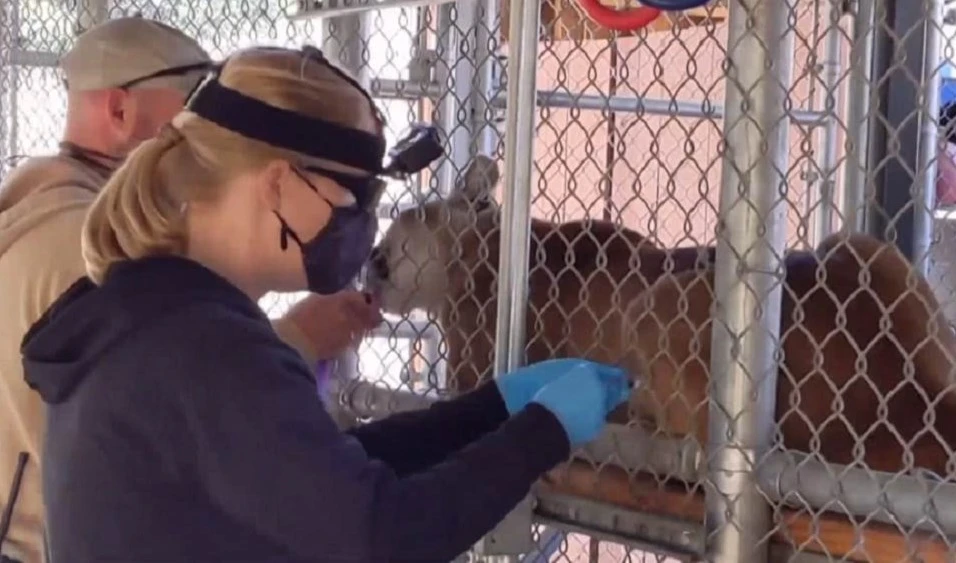 EEUU: zoológicos vacunan poblaciones de animales contra el Covid-19