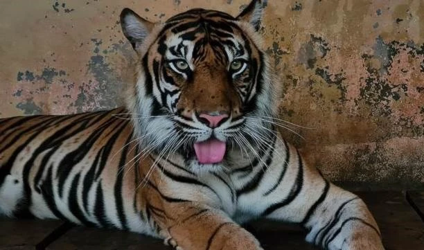 Dos tigres de Sumatra se contagian con Covid-19
