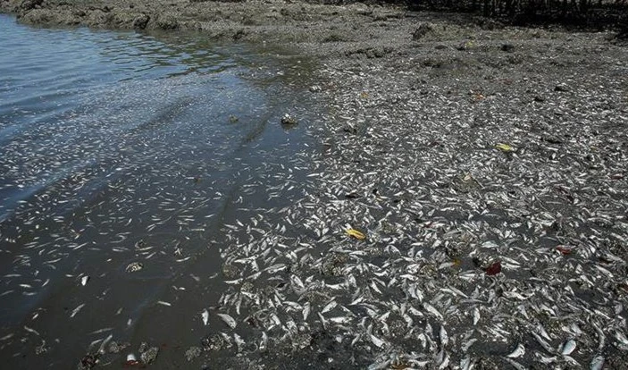 "Zona muerta" en el golfo de México supera en tamaño al estado de Connecticut