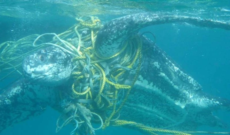 La basura plástica mata a más de mil tortugas marinas cada año