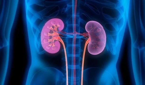 Hallan la causa de la enfermedad renal crónica. Foto: Gettyimages.