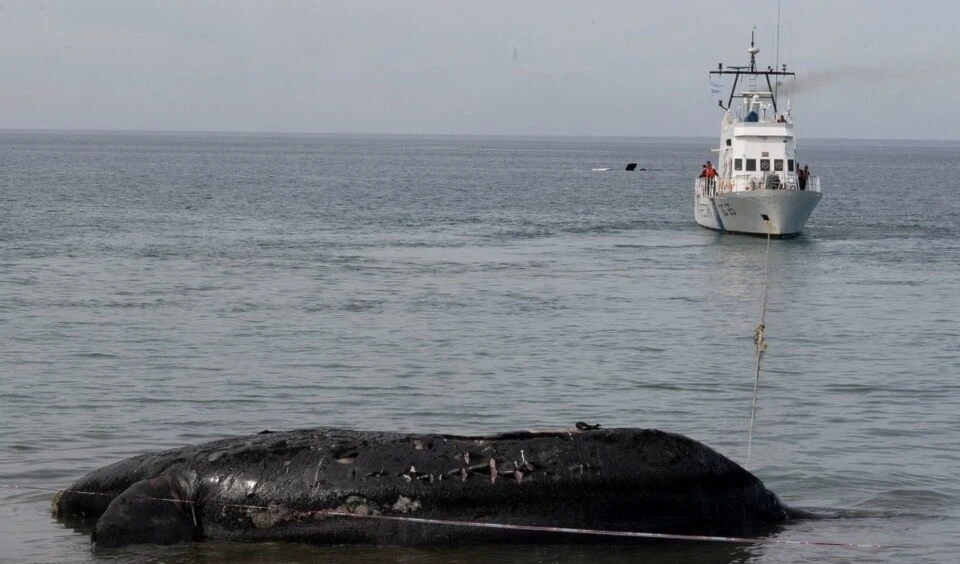 Ascienden a 30 las ballenas muertas en la Patagonia. Foto: Télam. Ascienden a 30 las ballenas muertas en la Patagonia. Foto: Télam.