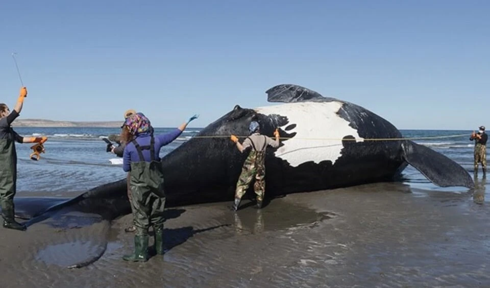 Ballena franca austral fallecida en las costas de la Península Valdés, en Chubut. Foto: Instituto Argentino de Conservación de Ballenas.
