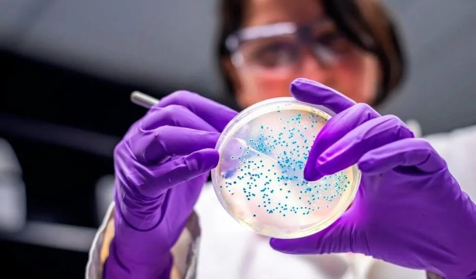 Descubren por qué algunas bacterias muertas regresan a la vida. Foto: AFP.
