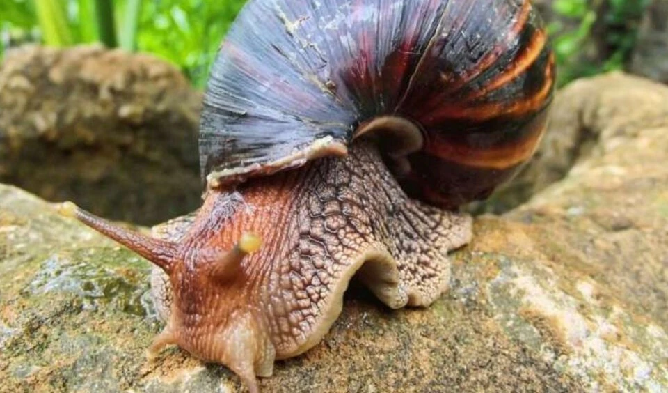 Caracoles gigantes africanos. Foto: EFE.