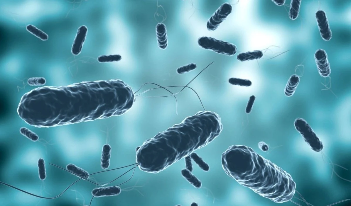 Imagen ilustrativa de la bacteria Vibrio Cholerae, causante del cólera.