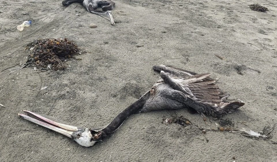 Perú reporta la muerte de más de trece mil aves por influencia aviar. Foto: Redes.