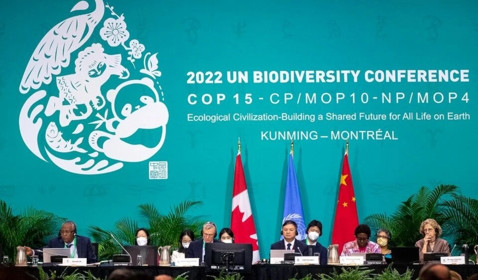 Por fin comenzamos un pacto de paz con la naturaleza, según la ONU. Foto: AFP.