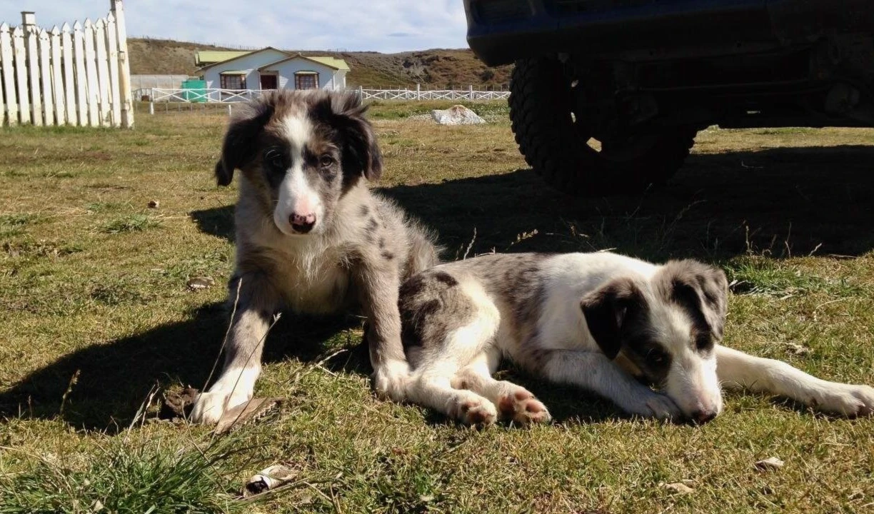 Aumenta una enfermedad canina en el sur de Chile. Foto: UC Davis.