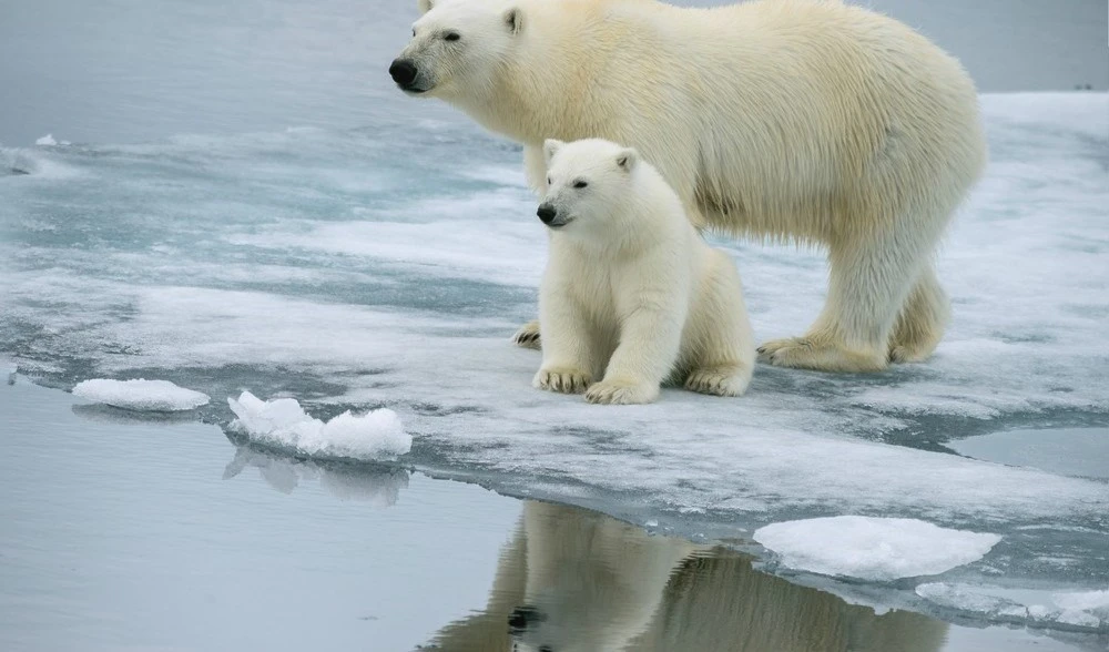 Advierten sobre la fuerte disminución de osos polares en Canadá. Foto: Shutterstock. Advierten sobre la fuerte disminución de osos polares en Canadá. Foto: Shutterstock.