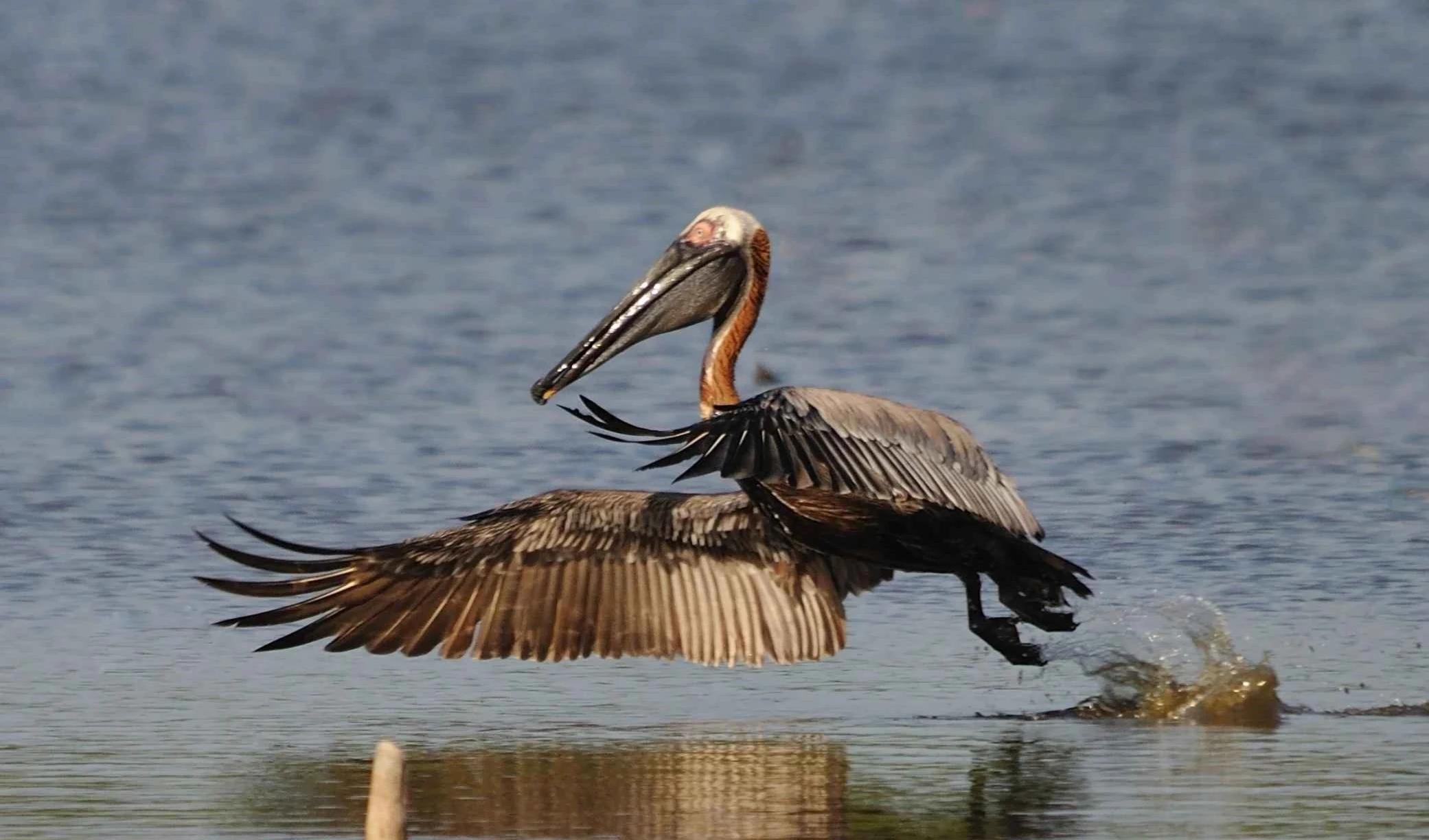 Pelícano pardo del Caribe. Foto: Pixnio.