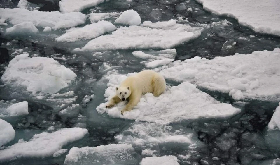 ONU: La humanidad ya es casi “arma de extinción masiva”. Foto: AFP.