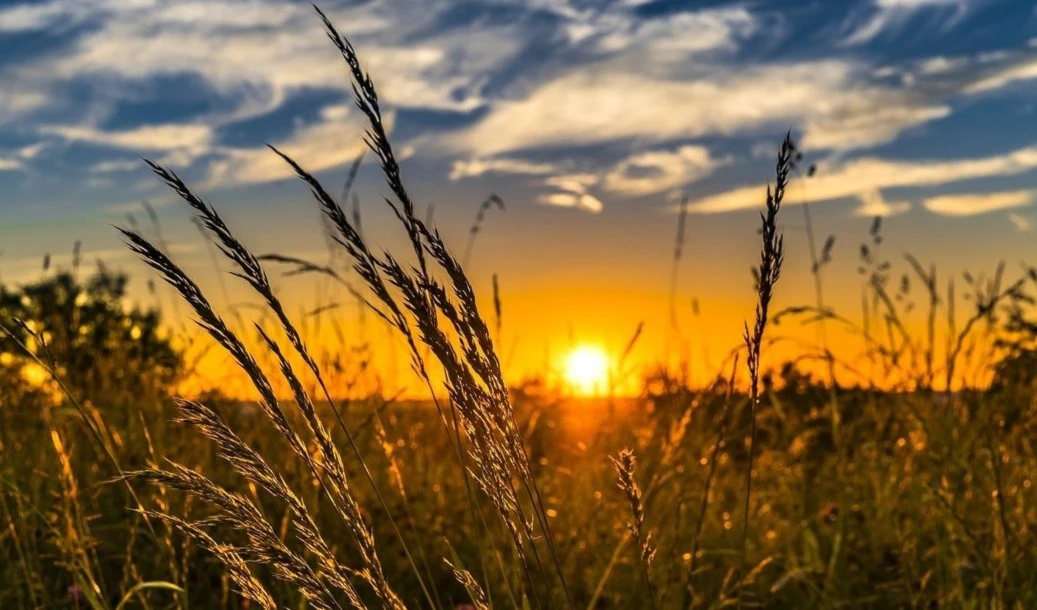 Exportaciones de trigo en India prohibidas con "efecto inmediato"