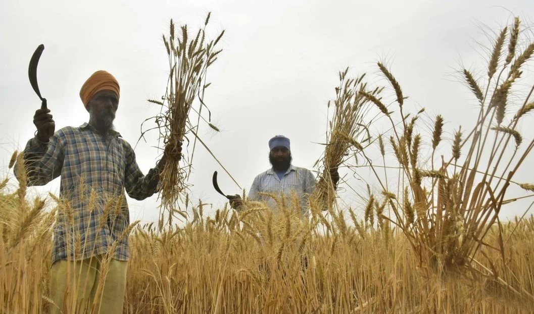 Suben casi 6 % precios del trigo