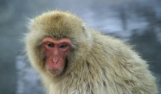 OMS alerta ante aumento de casos de viruela del mono OMS alerta ante aumento de casos de viruela del mono