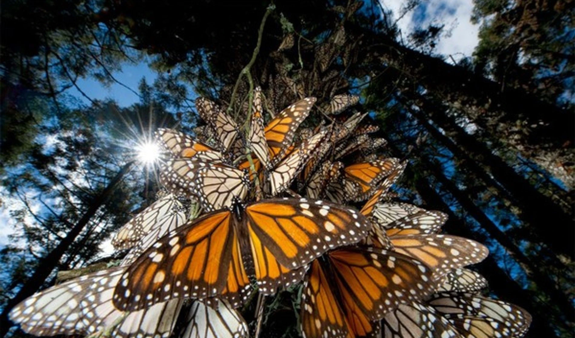Las mariposas monarcas resisten al cambio climático en México