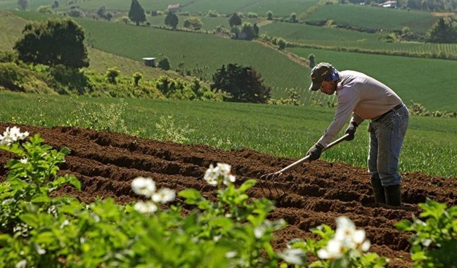 ONU alerta a Costa Rica sobre alto costo del uso plaguicidas en la salud