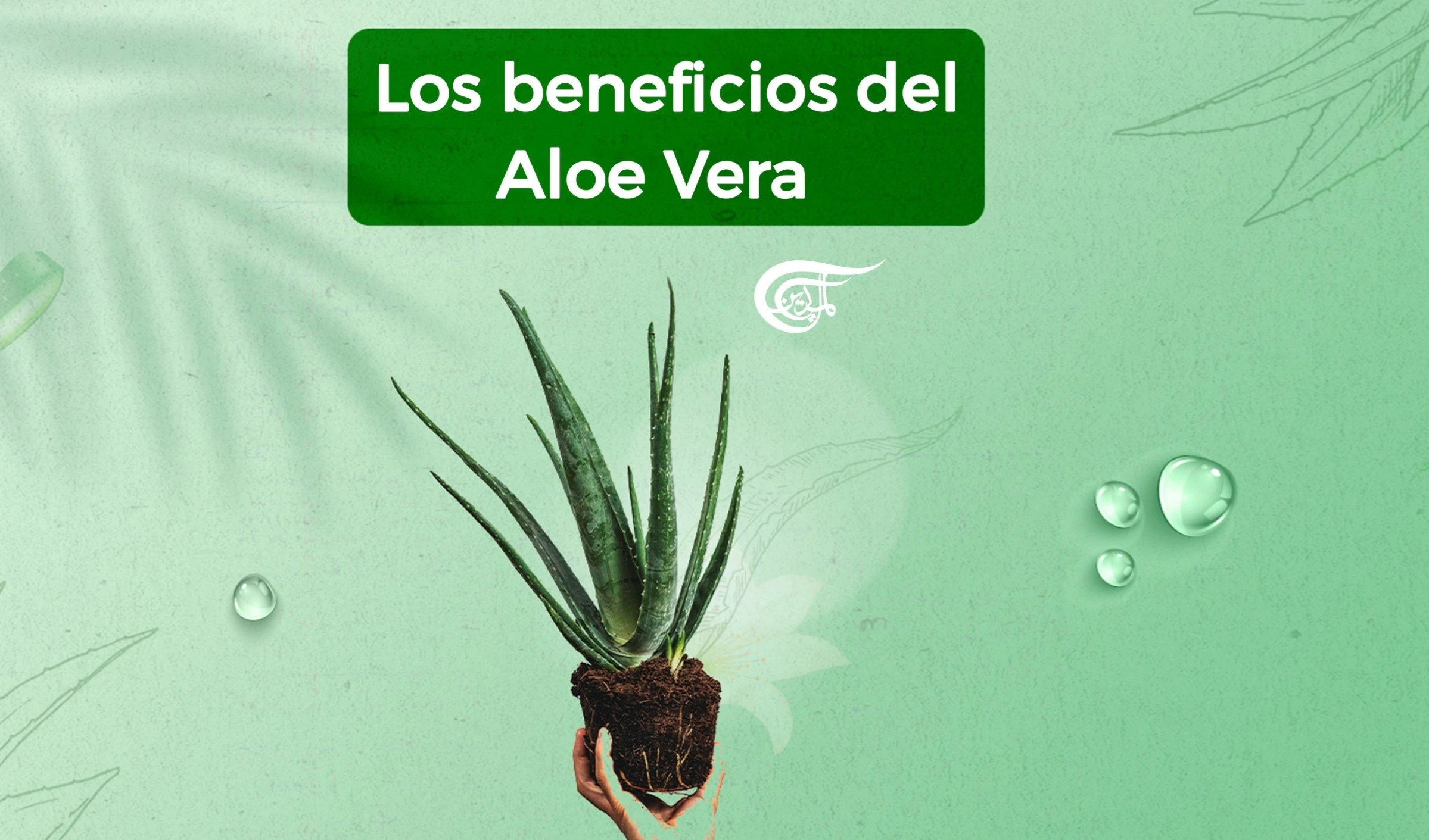 Los beneficios del Aloe Vera