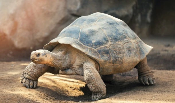 ¿Por qué algunos reptiles y anfibios son tan longevos?