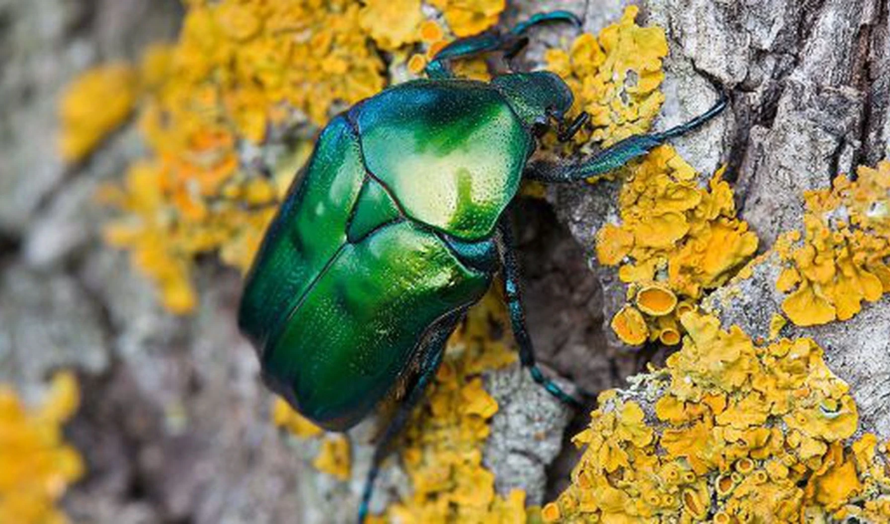 Éxito en las estrategias evolutivas de los coleópteros