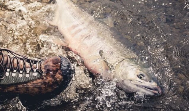 Pez muerto a las orillas de río. Foto tomada de Diario de Sevilla.