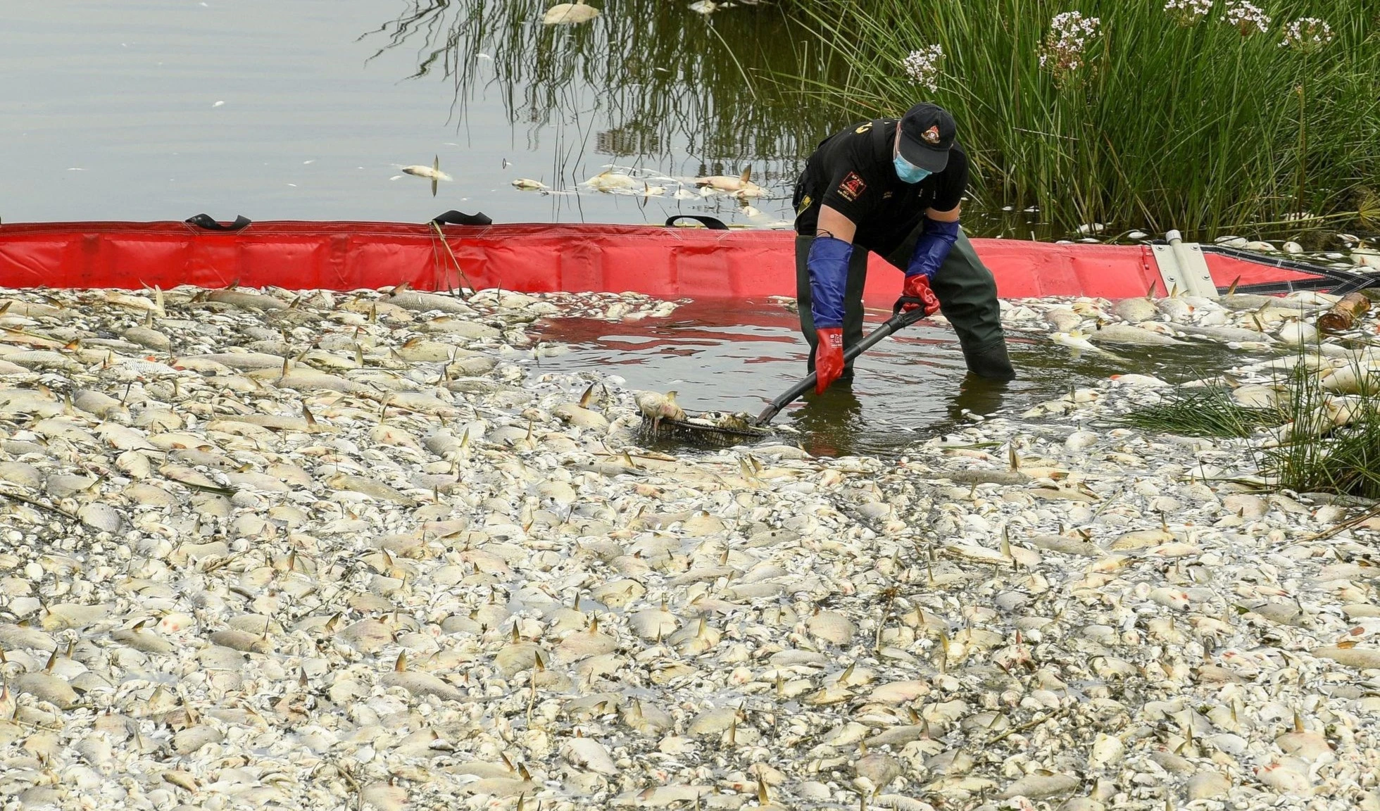Aún se desconocen las causas de contaminación en el río Oder. Foto de Reuters.