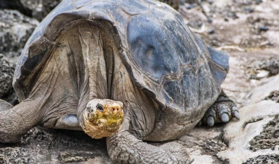 Imagen de una tortuga en el parque. Foto: AFP. Imagen de una tortuga en el parque. Foto: AFP.
