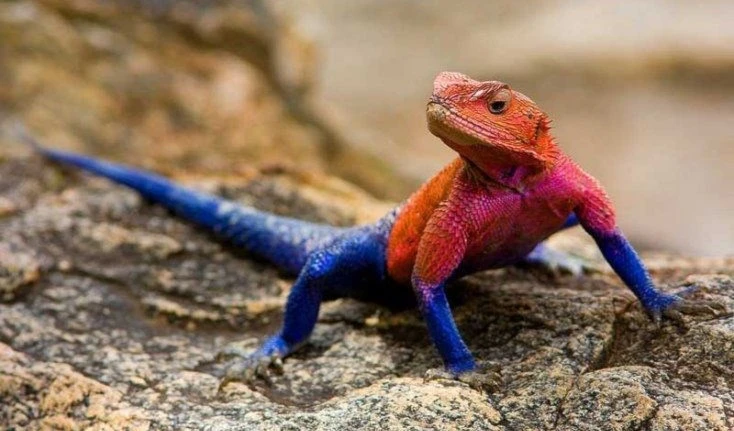 Avistan en Puerto Rico reptil invasivo "lagarto de fuego". Foto: Redes.