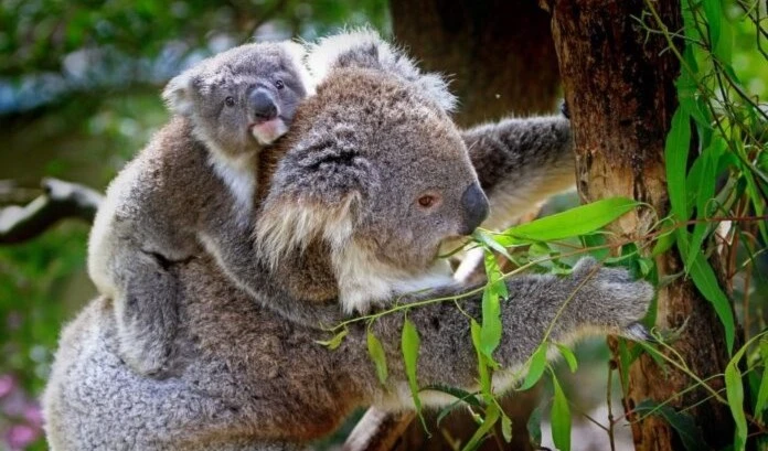 El koala en peligro de extinción por los incendios forestales. Foto: Ambientum