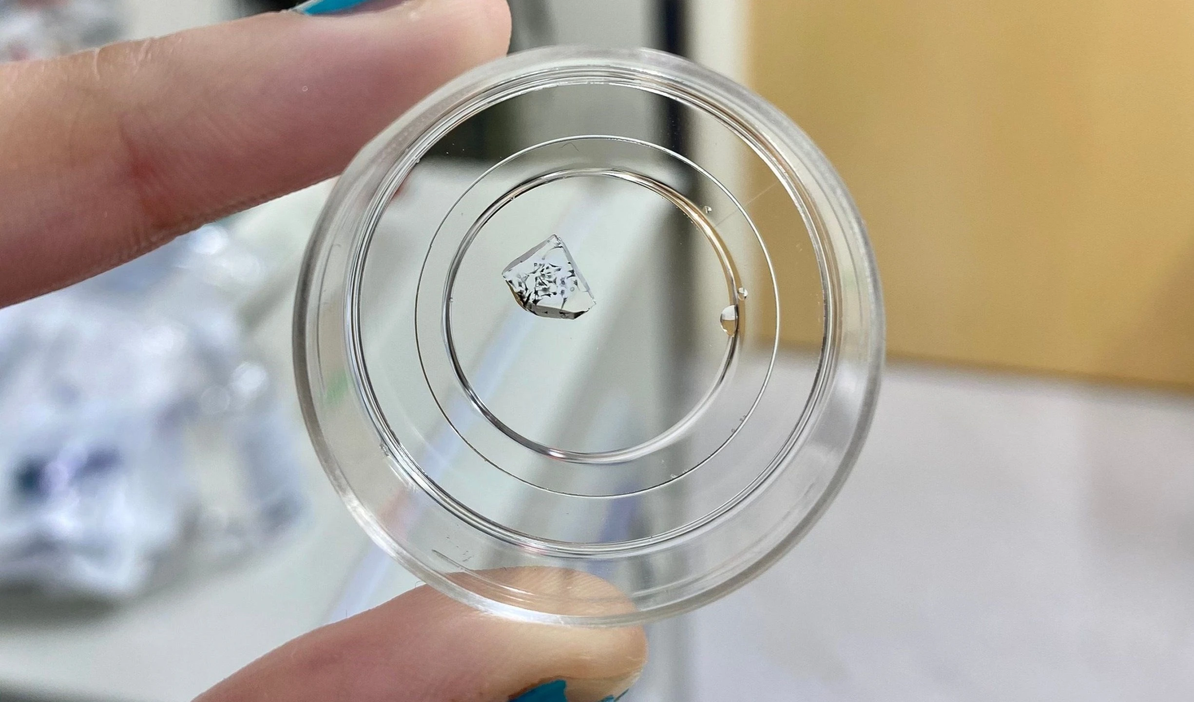 Crean una técnica para ver las células sin microscopio. Foto: The Scientist. Crean una técnica para ver las células sin microscopio. Foto: The Scientist.