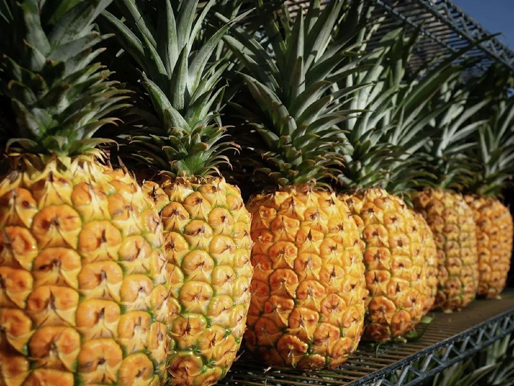 Residuos de la piña ofrecen bioactivos anticancerígenos. Foto: Unsplash. 