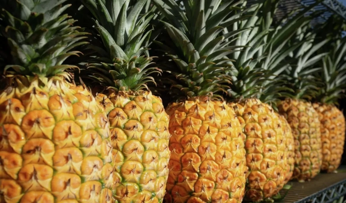 Residuos de la piña ofrecen bioactivos anticancerígenos. Foto: Unsplash.