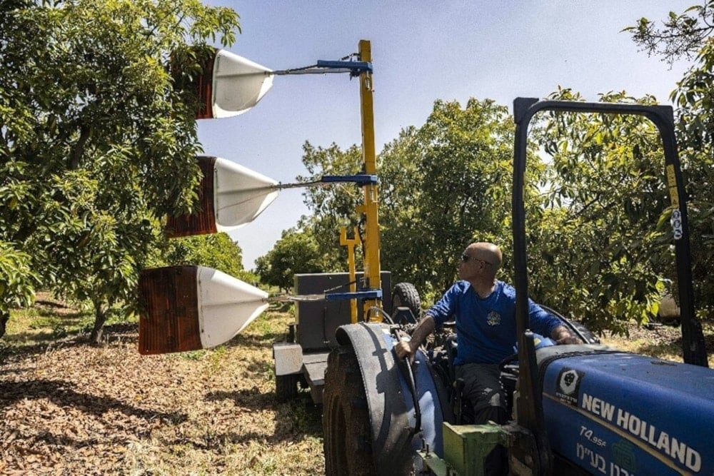 Sin trabajadores extranjeros, la agricultura de 