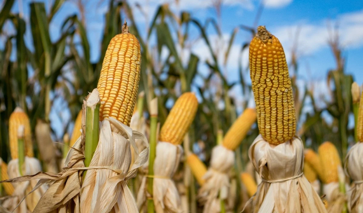 México prohíbe maíz transgénico en consumo humano