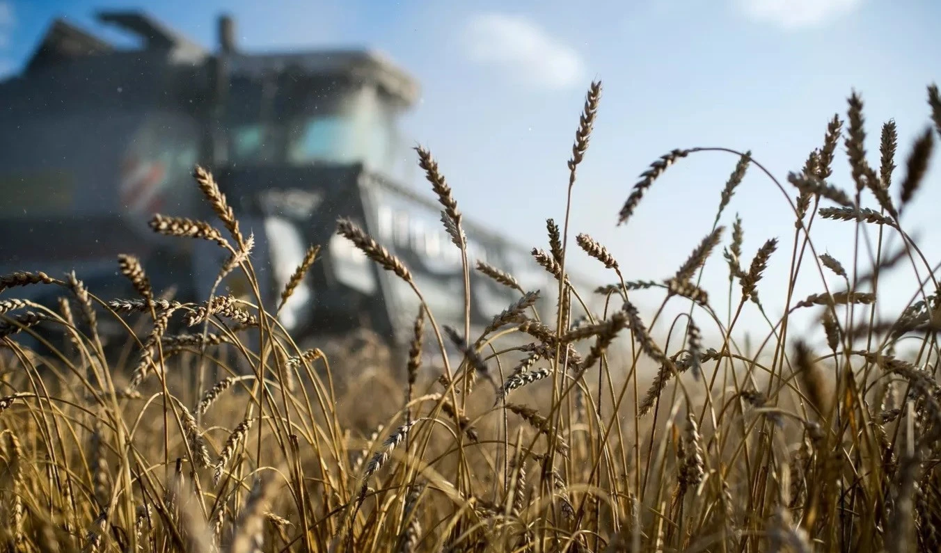 Cosecha de trigo.