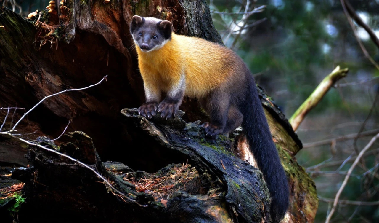 Marta de garganta amarilla. Foto: Istock. Marta de garganta amarilla. Foto: Istock.