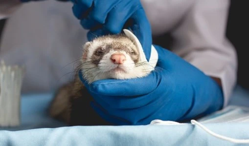 Estados Unidos estudia los ataques sónicos en animales. Foto: Istock.