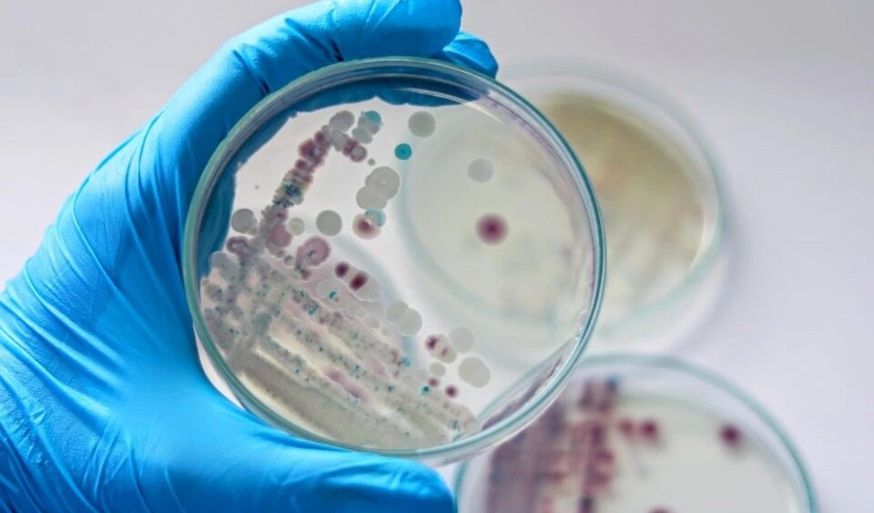 Vinculan aumento de bacteria carnívora en EE.UU. con cambio climático. Foto: Shutterstock.