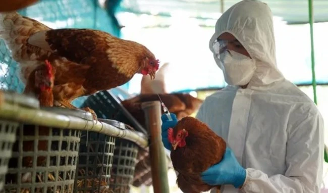 Confirman primer caso humano de gripe aviar en Chile